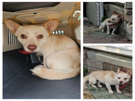 원주유기동물보호센터_442419202300343